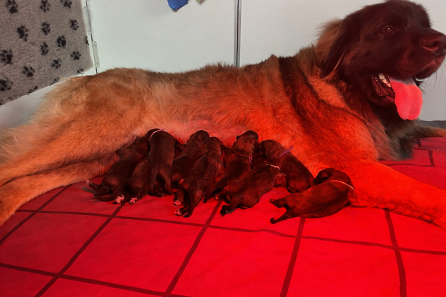 Chiot Leonberger Des Trésors De Crysalie