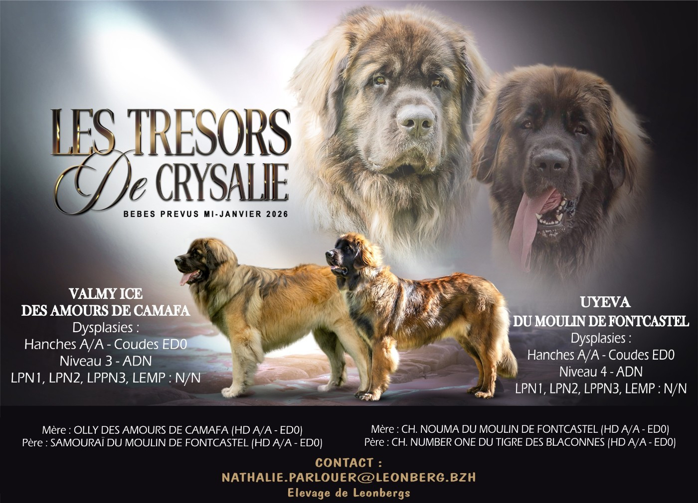 Des Trésors De Crysalie - Chiots disponibles - Leonberger