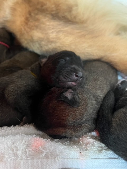 Des Trésors De Crysalie - Chiots disponibles - Leonberger